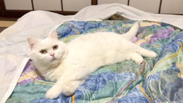 猫と一緒に寝るのをやめます【ポムさんとしまちゃん / ねこべや】
