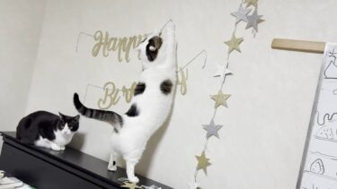 お母さんが何かを始めると無邪気に悪気なく邪魔をする猫【ひのき猫】