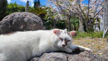 海辺の神社の参道で寝ていた猫をナデナデする【感動猫動画】
