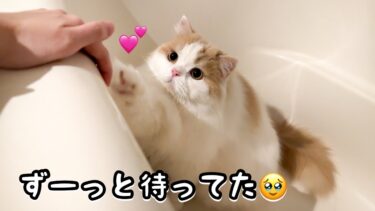 ひとりで飼い主を待ち続けてる猫が健気すぎました！泣【猫のレモンちゃんねる】
