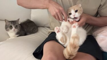 爪切りイヤイヤモードの弟を心配そうな顔で見守ってる優しいもっちゃん【もちまる日記】