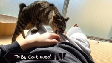 To Be Continued Cat Compilation 金玉破壊猫ver.【てん動画】
