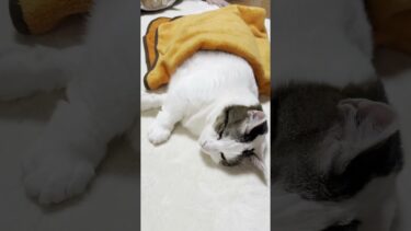 UFOキャッチャーの足が少し短い景品【ひのき猫】