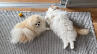【プチお知らせ📢】亀梨さんの番組にレモポテが？！【猫のレモンちゃんねる】