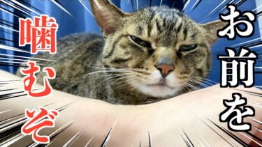 飼い主の臭すぎる腕を出すと必ず噛む猫【てん動画】