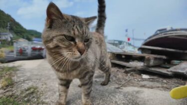 猫島の漁港にいた猫ちゃんカワイイ【感動猫動画】