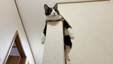 最近、太ってきたんじゃないかと噂される猫【ひのき猫】