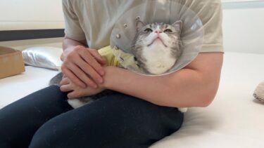 おかえり、もち。【もちまる日記】