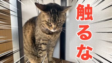 この世で最も美しいと言われる猫に触ろうとした結果…【てん動画】
