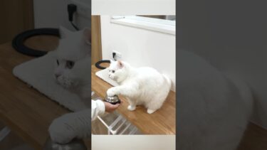 ５年間使えなかったベルが…急に使えるようなった猫！#ポムしま【ポムさんとしまちゃん / ねこべや】