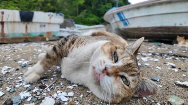 腰トントンを要求してくる漁港の三毛猫ちゃん【感動猫動画】