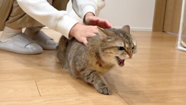 猫に久しぶりにガチギレされました…【ポムさんとしまちゃん / ねこべや】
