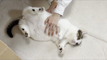 息子に「もっとコロコロ転がしてよ」とお願いする猫【ひのき猫】