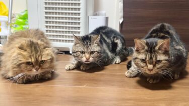 警戒し合っていた3匹の猫たちが団欒を始めました【ちょりちゃみチャンネル】