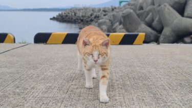 感動猫動画 のライブ配信【感動猫動画】