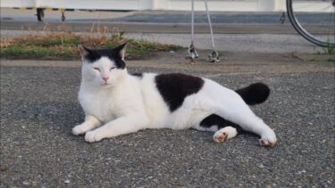 感動猫動画 のライブ配信【感動猫動画】