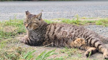 感動猫動画 のライブ配信【感動猫動画】
