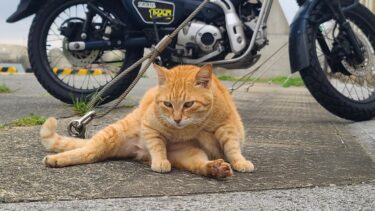 感動猫動画 のライブ配信【感動猫動画】