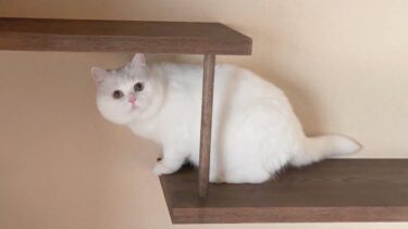 「雨こわい…」ビビって隠れる猫が可愛すぎた…！【ポムさんとしまちゃん / ねこべや】