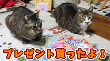 ガーちゃんゴマちゃんにプレゼントをもらったから見てみよう！【リキちゃんねる　猫動画】 キジトラ 猫のいる暮らし