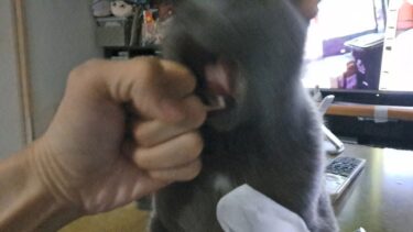 こぶしごと咬み砕こうとする狂暴猫【kokesukepapa】