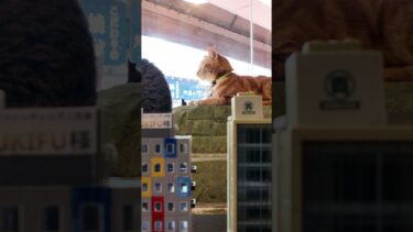 鉄道模型と猫、さらにバックには本物の鉄道#ジオラマ食堂 #ImpressedCatVideo #catisland #猫【感動猫動画】