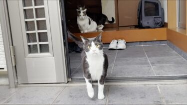 大雨と強風に一瞬で怯んでしまう猫【ひのき猫】