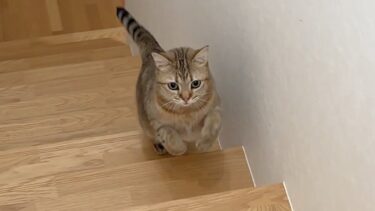 妹を探して大鳴き！必死に駆け寄る姿が健気すぎた…【ポムさんとしまちゃん / ねこべや】