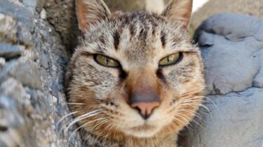 防波堤の下に降りていってみると猫が集まっていました【感動猫動画】