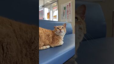 海上大荒れでフェリー欠航、待合室は猫しかいません #ImpressedCatVideo #catisland #猫【感動猫動画】