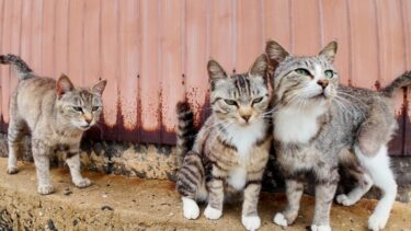 猫島の山の上の路地に入ると猫に取り囲まれる【感動猫動画】