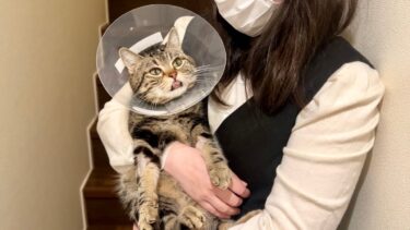 ちょりの病状について大事なお知らせ【ちょりちゃみチャンネル】
