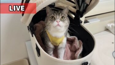 【ご報告】もちの現状と手術期間の出来事について。【もちまる日記】