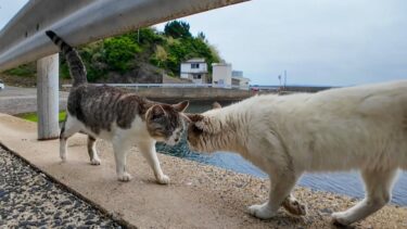 島の猫同士の挨拶が結構激しい頭突きで笑【感動猫動画】