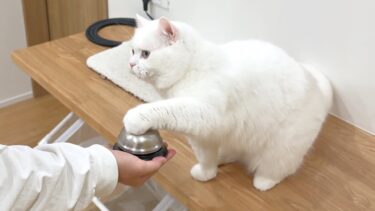 5年間押せなかったベルを…ついに鳴らした猫！【ポムさんとしまちゃん / ねこべや】