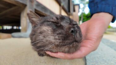 喉を撫でるのを要求してくる神社の黒猫ちゃん【感動猫動画】