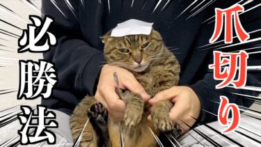 凶暴猫の爪切り必勝法を教えます…【てん動画】