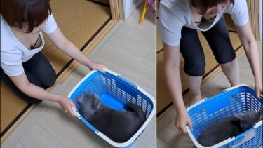 ママがイタズラしても全然カゴから出てこないすずまろ【kokesukepapa】