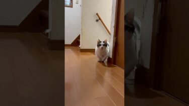 「おマメ〜」「はい」【ひのき猫】