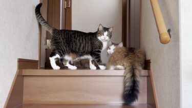 日替わりで「早く起きろ」と起こしにくる猫【ひのき猫】