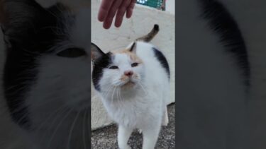  #ImpressedCatVideo #catisland #猫【感動猫動画】