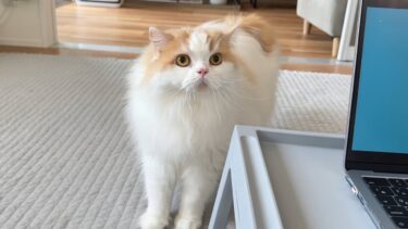 知らない人が来てうさぎ跳びで逃げてく猫が可愛すぎました！【猫のレモンちゃんねる】