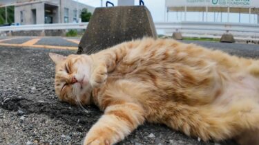 漁港の茶トラ猫ちゃん、撫でるとゴロンと寝転んでカワイイ【感動猫動画】