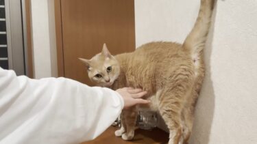 息子がイベントから無事に帰ってくるのを祈る猫【ひのき猫】