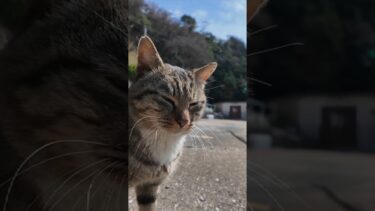 港に向かう道で人懐っこい猫に出会った  #ImpressedCatVideo #catisland #猫【感動猫動画】