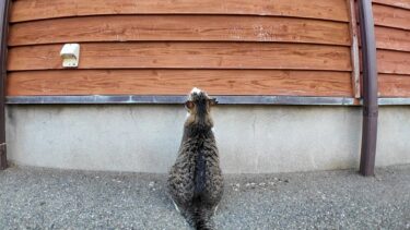 何故か窓を見上げる猫【感動猫動画】