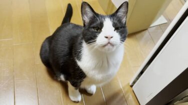 お父さんをその気にさせて遊ぶ魔性の猫【ひのき猫】