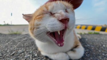 撫でると喜んで声を出す漁港の猫ちゃん【感動猫動画】