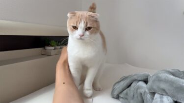 早朝に「早くごはんくれ」と布団に起こしに来るはなちゃんの圧が怖すぎた…笑【もちまる日記】