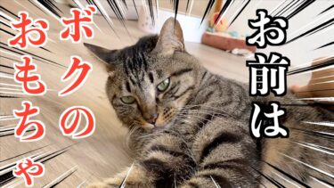 飼い主のことを喋るオモチャだと思っているオス猫【てん動画】